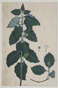 Cerbera manghas L, 1787 by Zayn al Din attr. to Zayn al Din attr. to